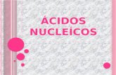 Acidos nucleicos 11-B