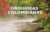 Orquideas Colombianas...