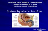 Aparato Reproductor Masculino Anatomía Microscópica II (Histología)
