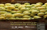 Agronegocios en Chile