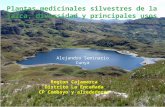 Plantas medicinales silvestres de la jalca, diversidad y principales usos de la Region Cajamarca: Distrito La Encañada, CP Combayo y alrededore