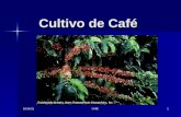 Cultivo De  Café