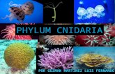 Filo Cnidaria: cracaterísticas y clasificación, arrecifes