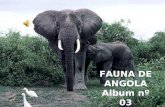Fauna de Angola  - Grandes Mamíferos