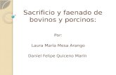 Sacrificio Y Faenado De Bovinos Y Porcinos (1)