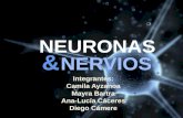 Neuronas y nervios