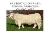 Cabinet VLPM Presentación raza bovina francesa charolais