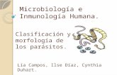 Clasificación y morfología de los parásitos