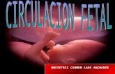 Circulacion fetal 2012
