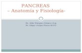 Anatomia de Pancreas