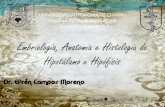 Embriología, anatomía e histología de hipotálamo e hipófisis