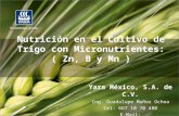 Nutricion en el cultivo de trigo con Micronutrientes: (Zn, B y Mn)