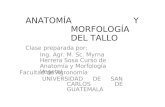 Anatomia y-morfologia-vegetal-del-tallo
