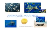 Animales marinos conferencia javier g