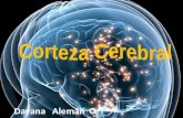 Corteza Cerebral, Anatomía
