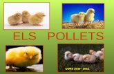 Projecte pollets