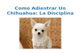 Como adiestrar un Chihuahua: La Disciplina