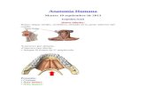 Anatomía osteología columna vertebral