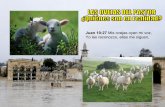 Las ovejas del pastor
