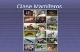 Clase mamiferos 2013