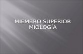 Expo Anatomia Miembros Miologia