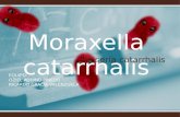 Moraxella Catarrhalis