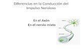 Diferencias en la conducción del impulso nervioso