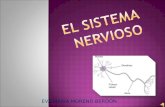El sistema nervioso eva 5º primaria 23 03-2014
