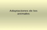 Adaptaciones de los animales