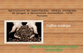 Agricultura de exportación, manejo integrado de plagas del Cafe Peruano