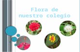 Flora De Mi Colegio¡¡¡