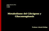 Metabolismo del glicógeno y gluconeogénesis clase colegio