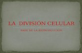 La  división celular