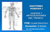 Huesos y articulaciones del tronco