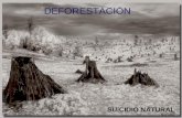 Deforestacion, suicidio natural