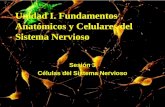 Células del Sistema Nervioso