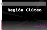 Region Glutea