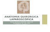 Anatomia quirúrgica laparoscópica