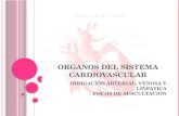 Organos del sistema cardiovascular