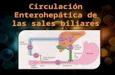 Circulación enterohepática de las sales biliares