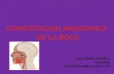 Presentacion constitucion anatomica de la boca