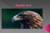 Aguila real