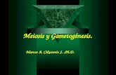 Meiosis y gametogénesis (i curso inducción)