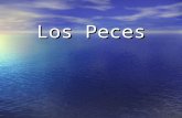 Los Peces1