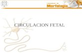 Circulacion y desarrollo fetal