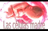 Las Celulas Madre