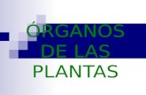 Presentación sobre los órganos de las plantas.
