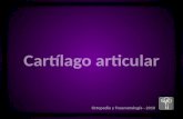 Cartílago articular