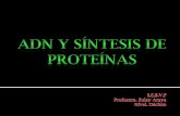 Adn y síntesis de proteínas