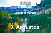 Ecosistemas de Castilla-la Mancha (3.Arbustos)